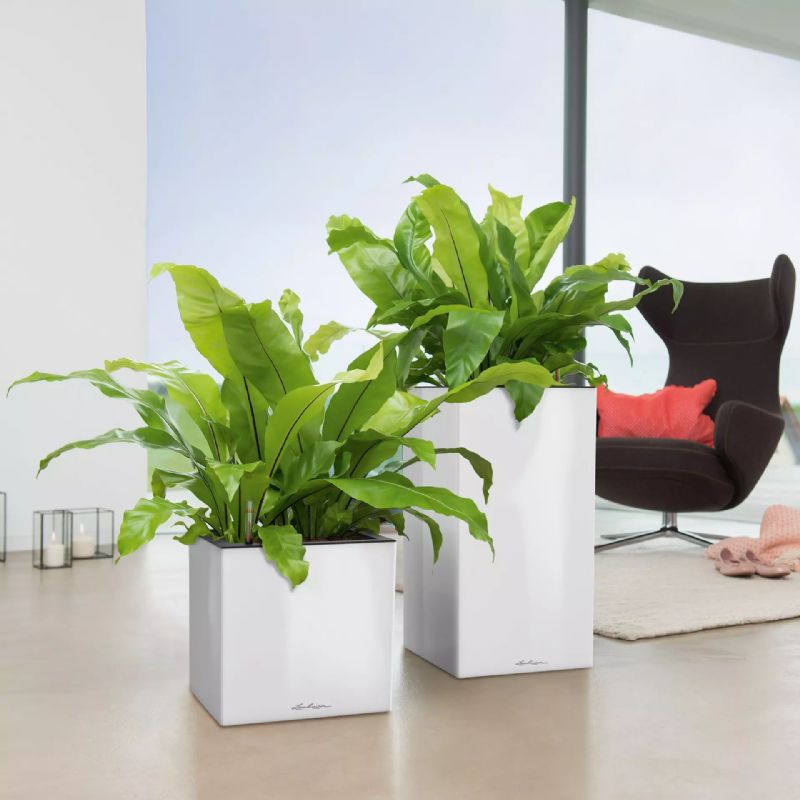 Lechuza CANTO High LED Self-Watering Planters (White High-Gloss)